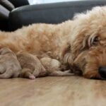 BREEDING GUIDE OF GOLDENDOODLE – HOW YOU BEGIN