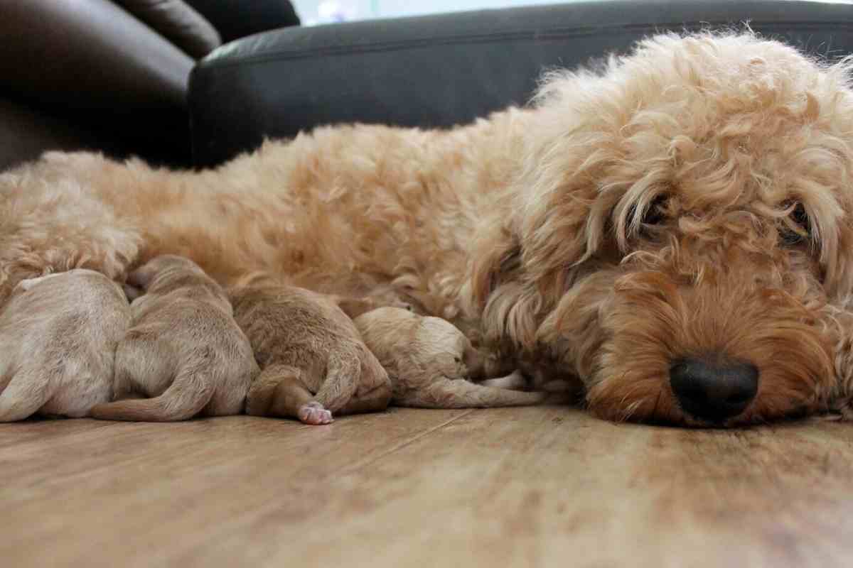 BREEDING GUIDE OF GOLDENDOODLE – HOW YOU BEGIN